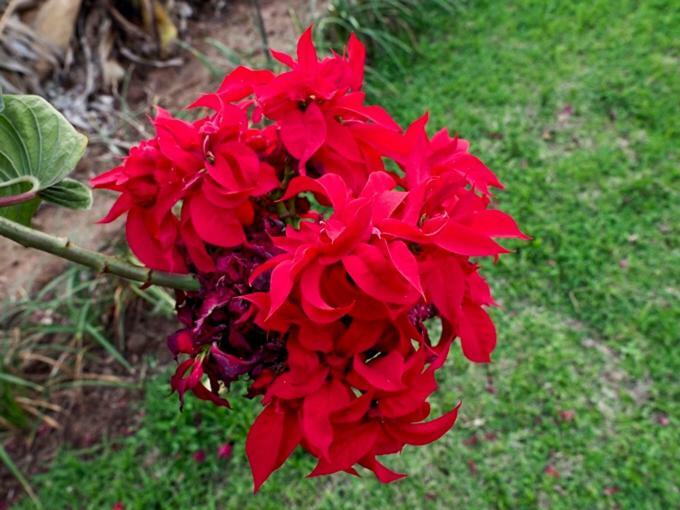 Poinsettia Family Cottage Hazyview Luaran gambar